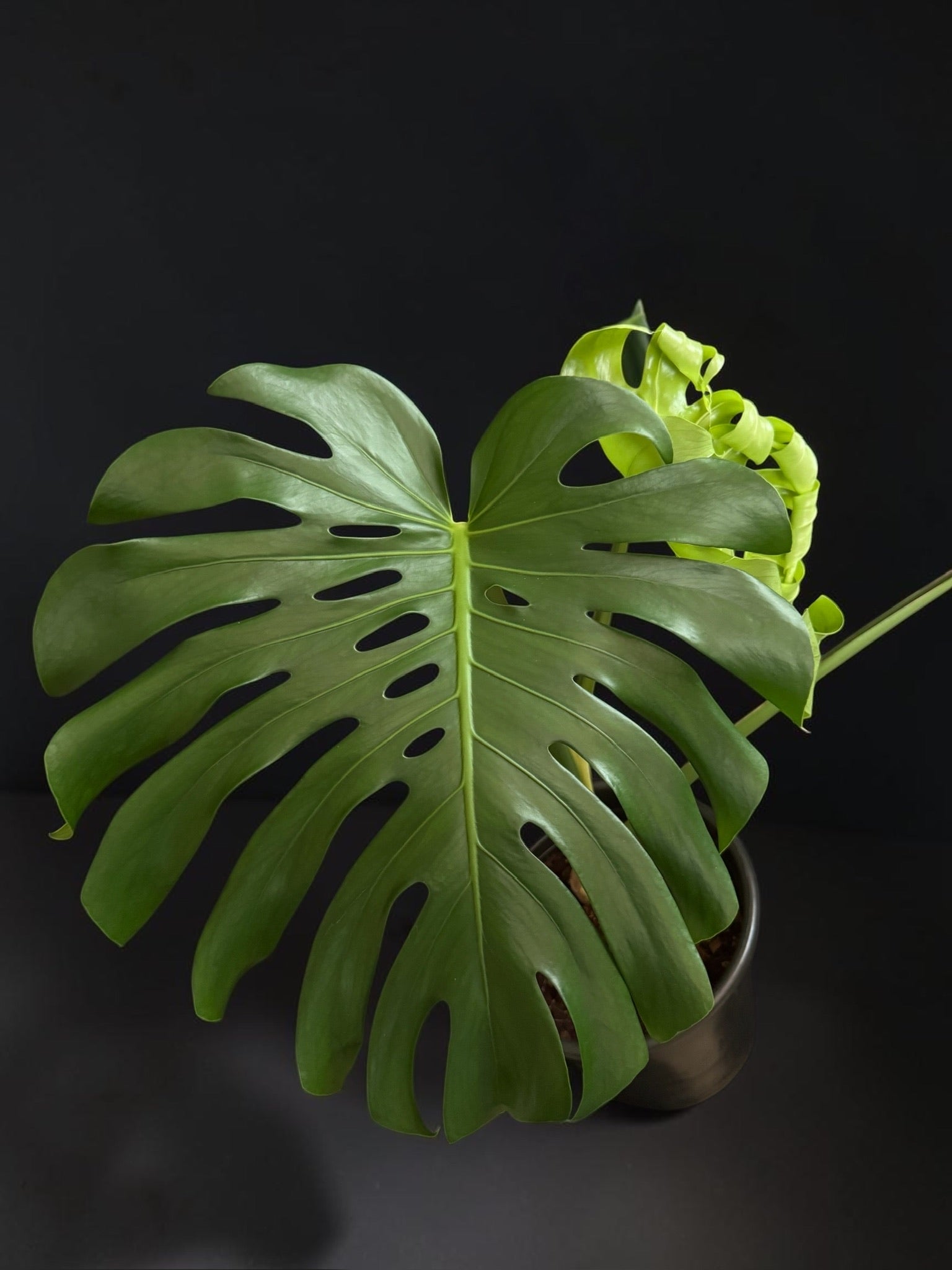Monstera deliciosa — Mature Green Monstera