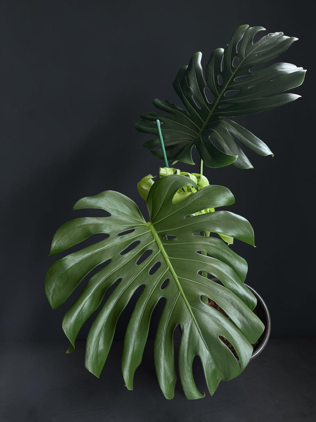 Monstera deliciosa — Mature Green Monstera