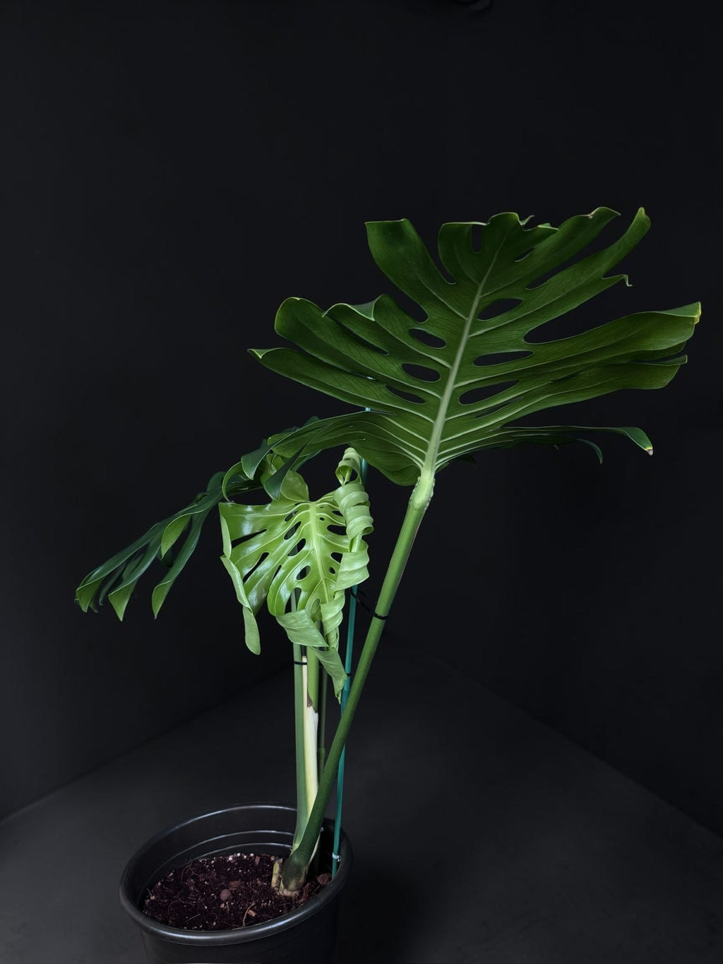 Monstera deliciosa — Mature Green Monstera