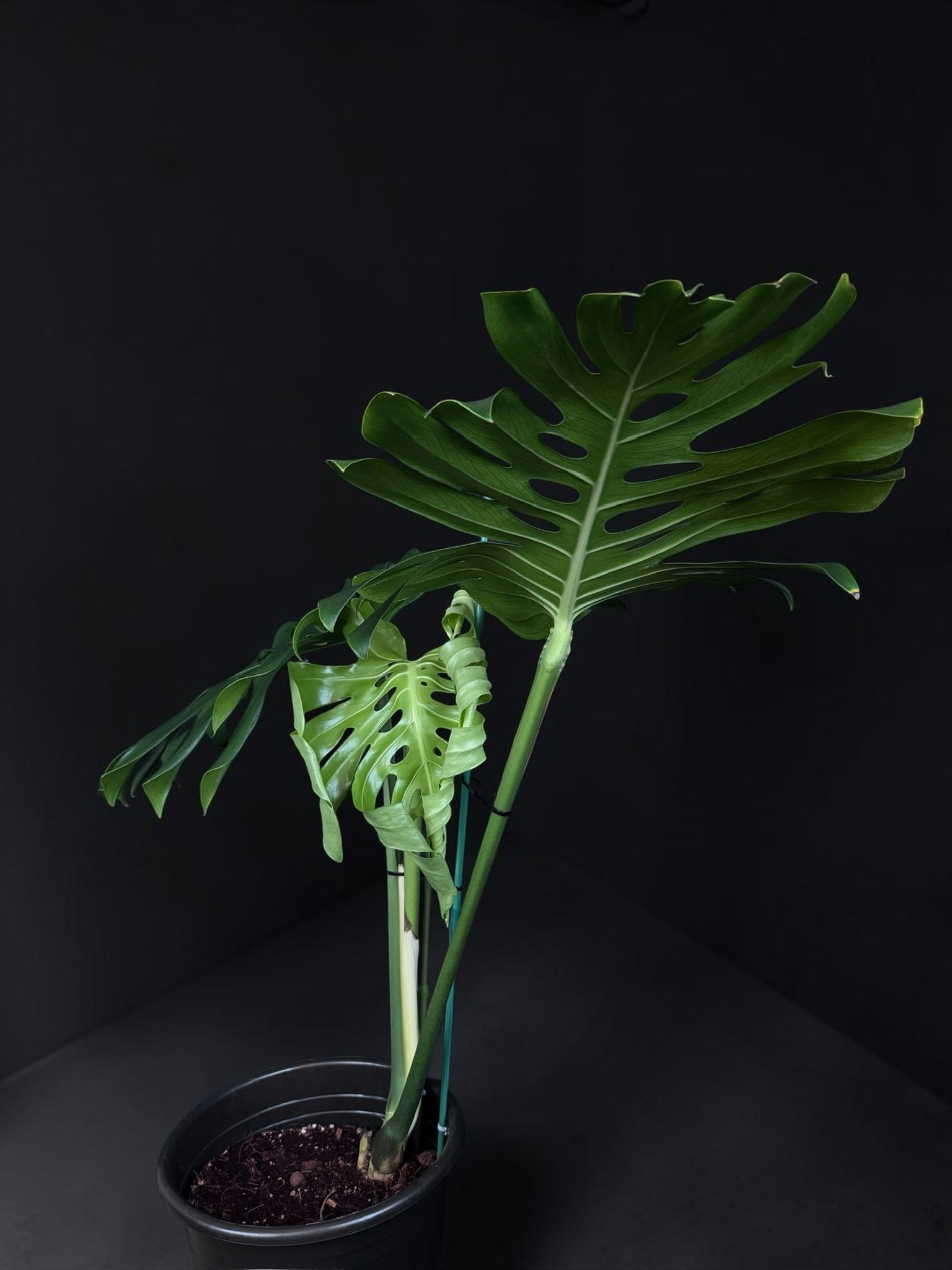 Monstera deliciosa — Mature Green Monstera