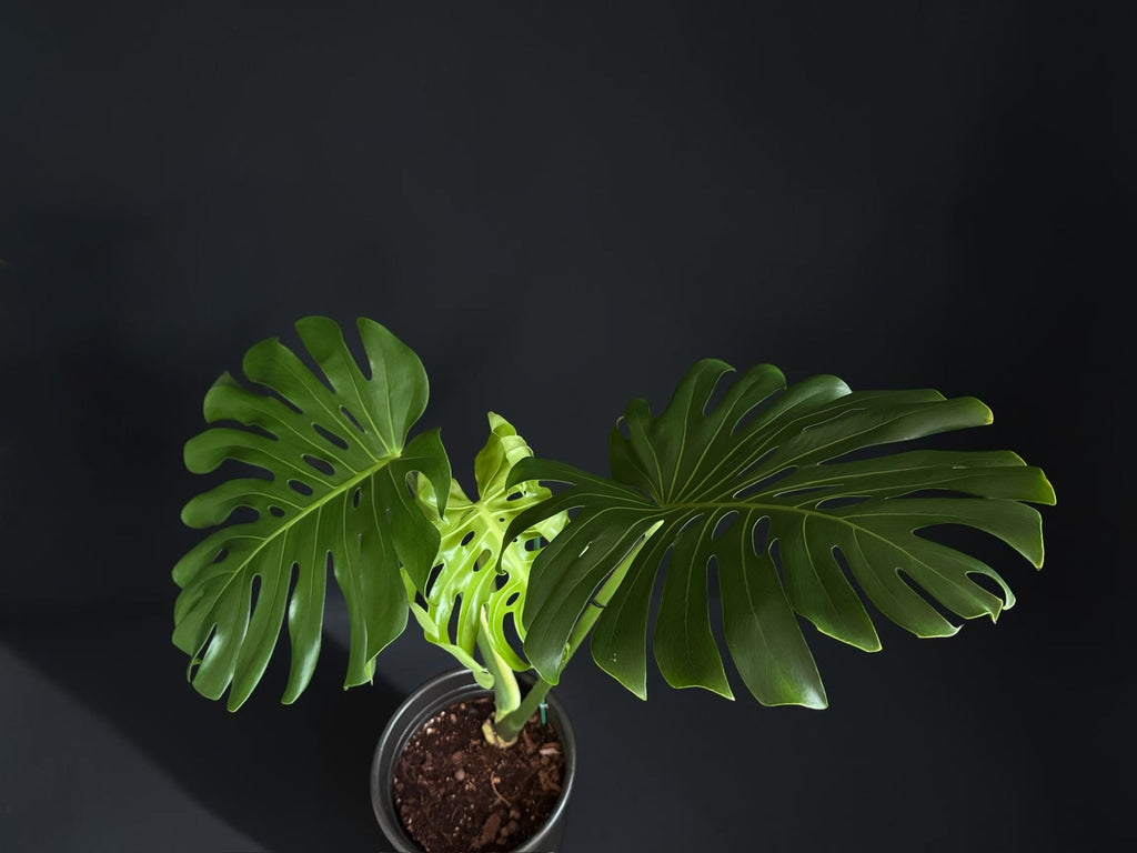 Monstera deliciosa — Mature Green Monstera