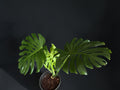 Monstera deliciosa — Mature Green Monstera