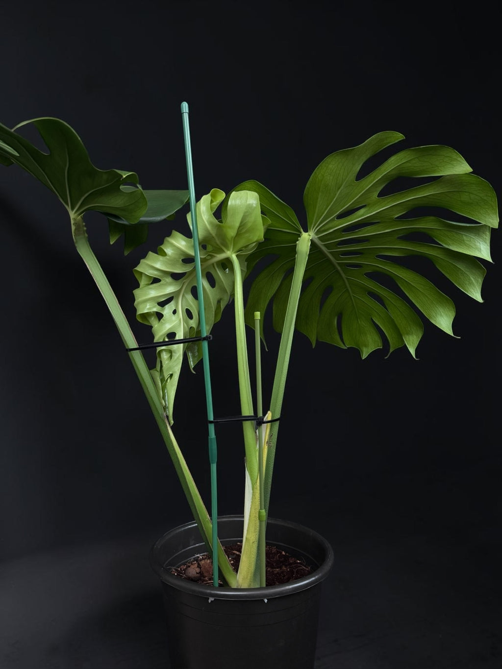 Monstera deliciosa — Mature Green Monstera