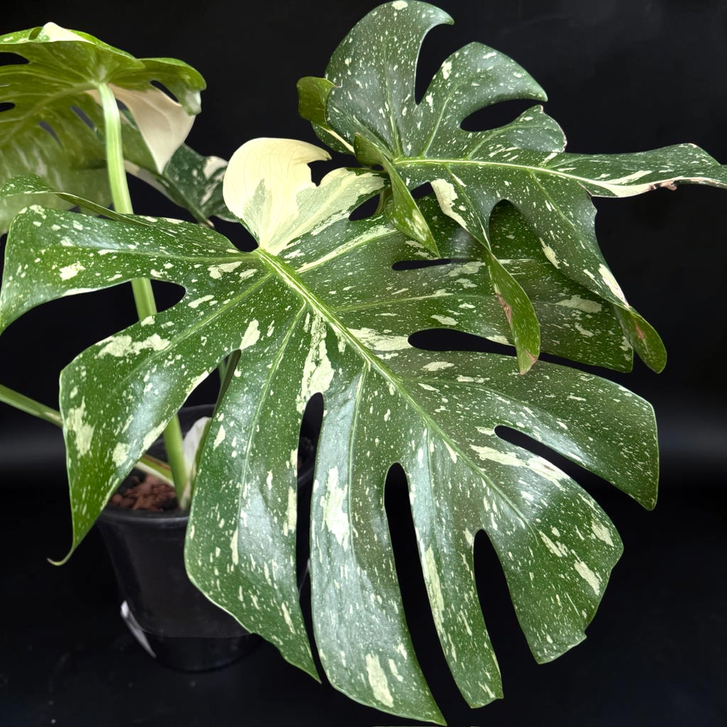 Monstera deliciosa ‘Thai Constellation’
