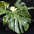 Monstera deliciosa ‘Thai Constellation’