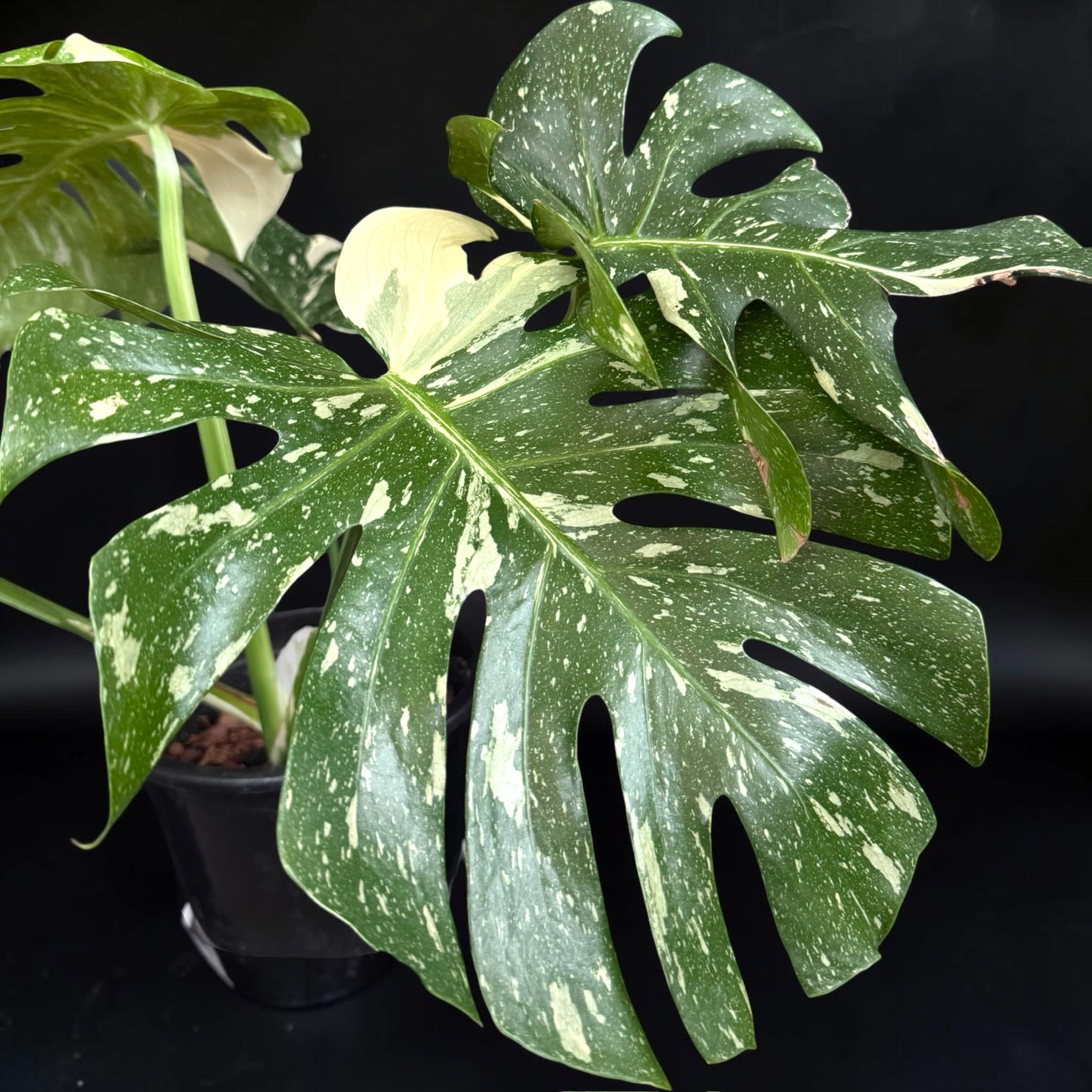 Monstera deliciosa ‘Thai Constellation’