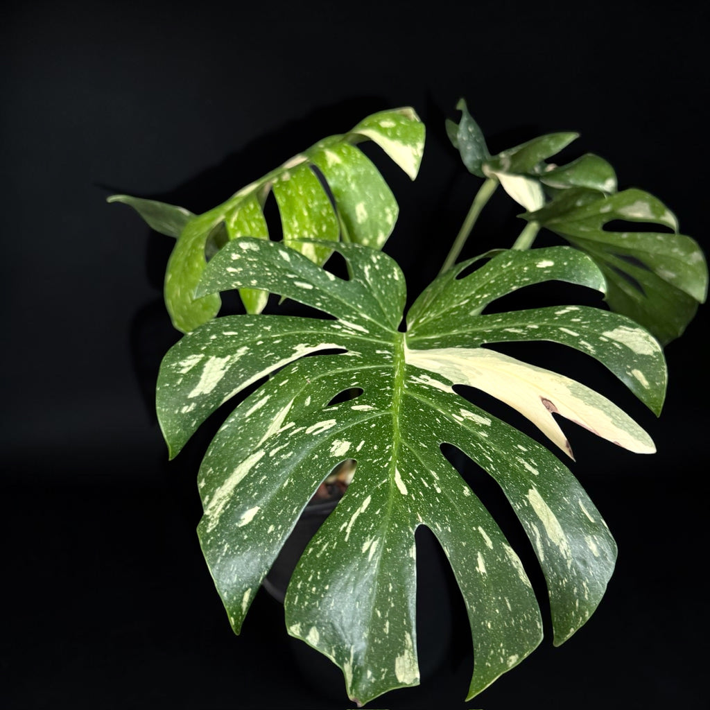 Monstera deliciosa ‘Thai Constellation’
