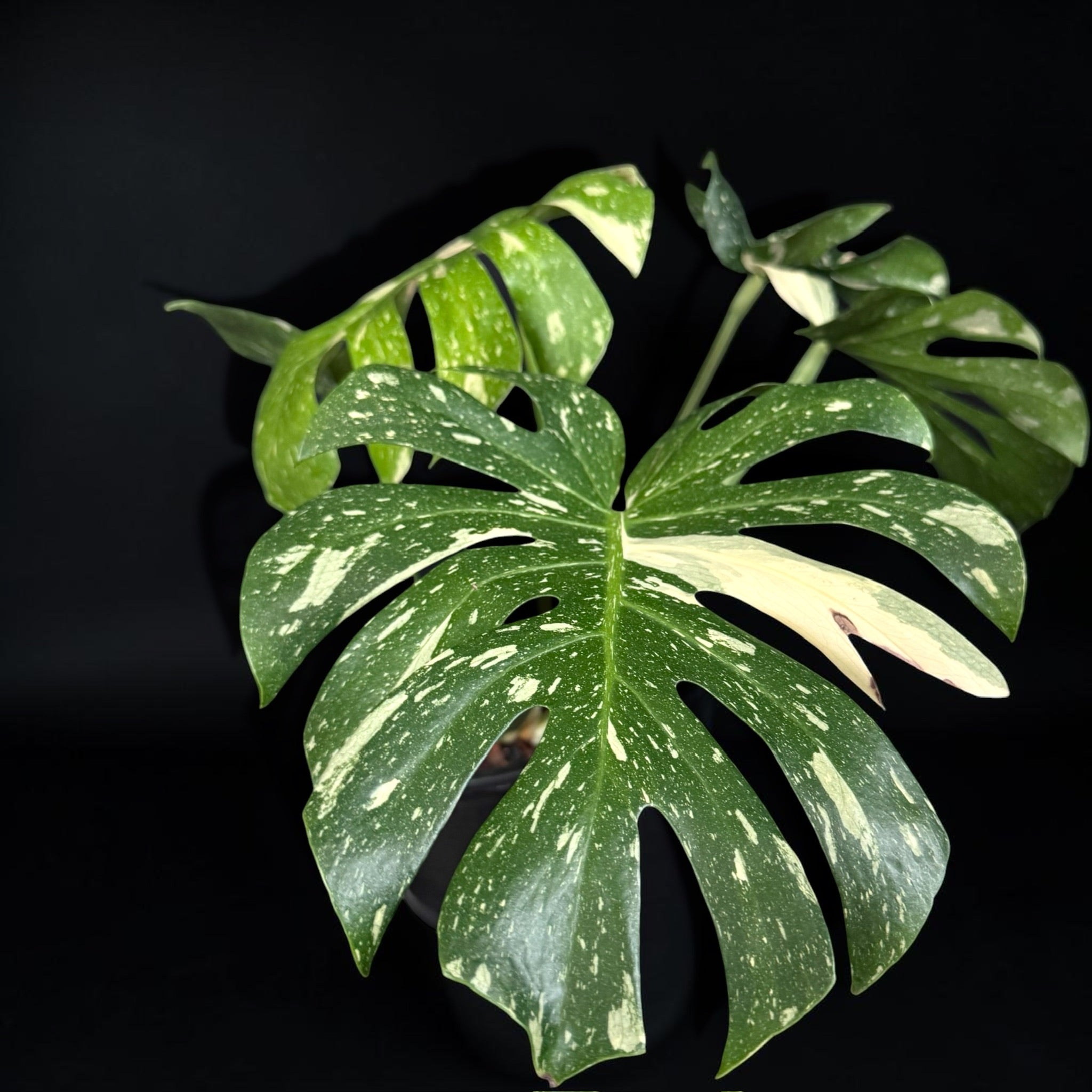 Monstera deliciosa ‘Thai Constellation’