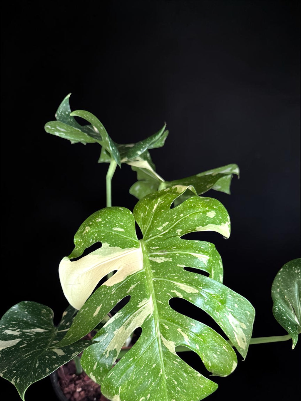 Monstera deliciosa ‘Thai Constellation’