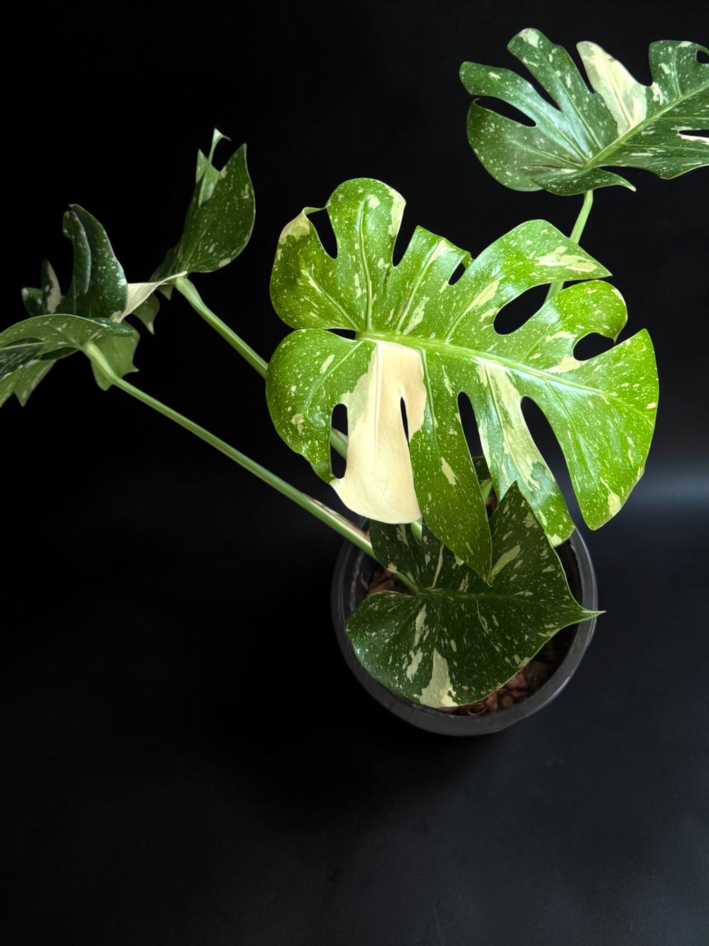 Monstera deliciosa ‘Thai Constellation’