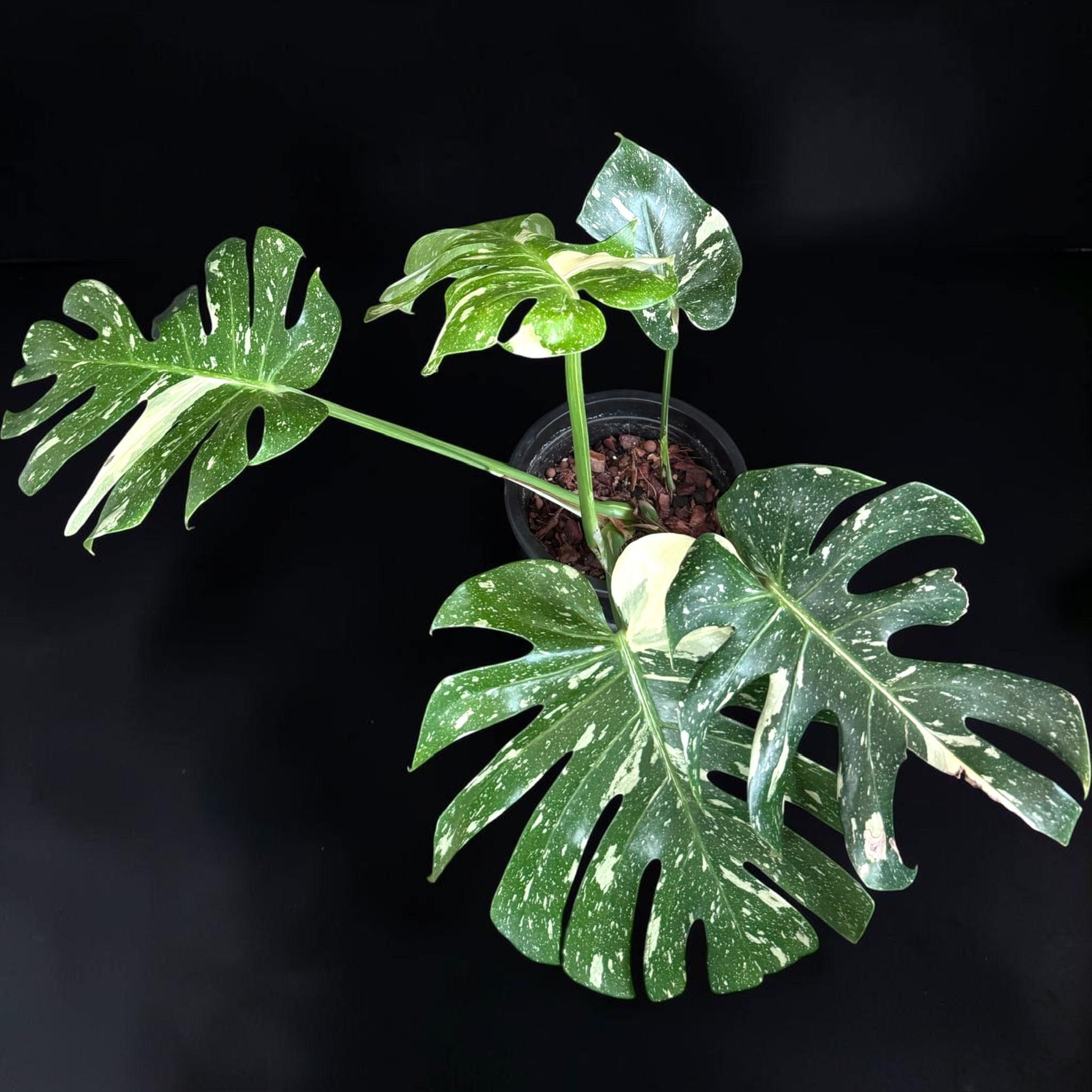 Monstera deliciosa ‘Thai Constellation’