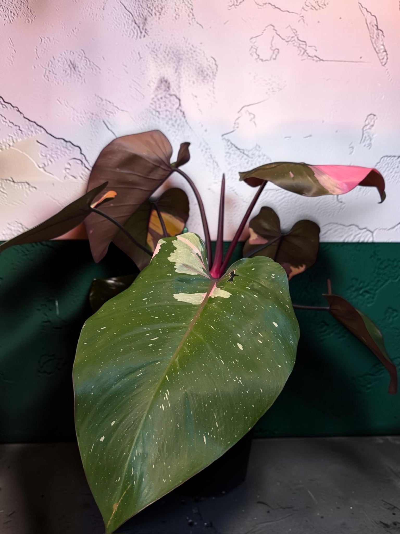 Philodendron ‘Pink Princess’