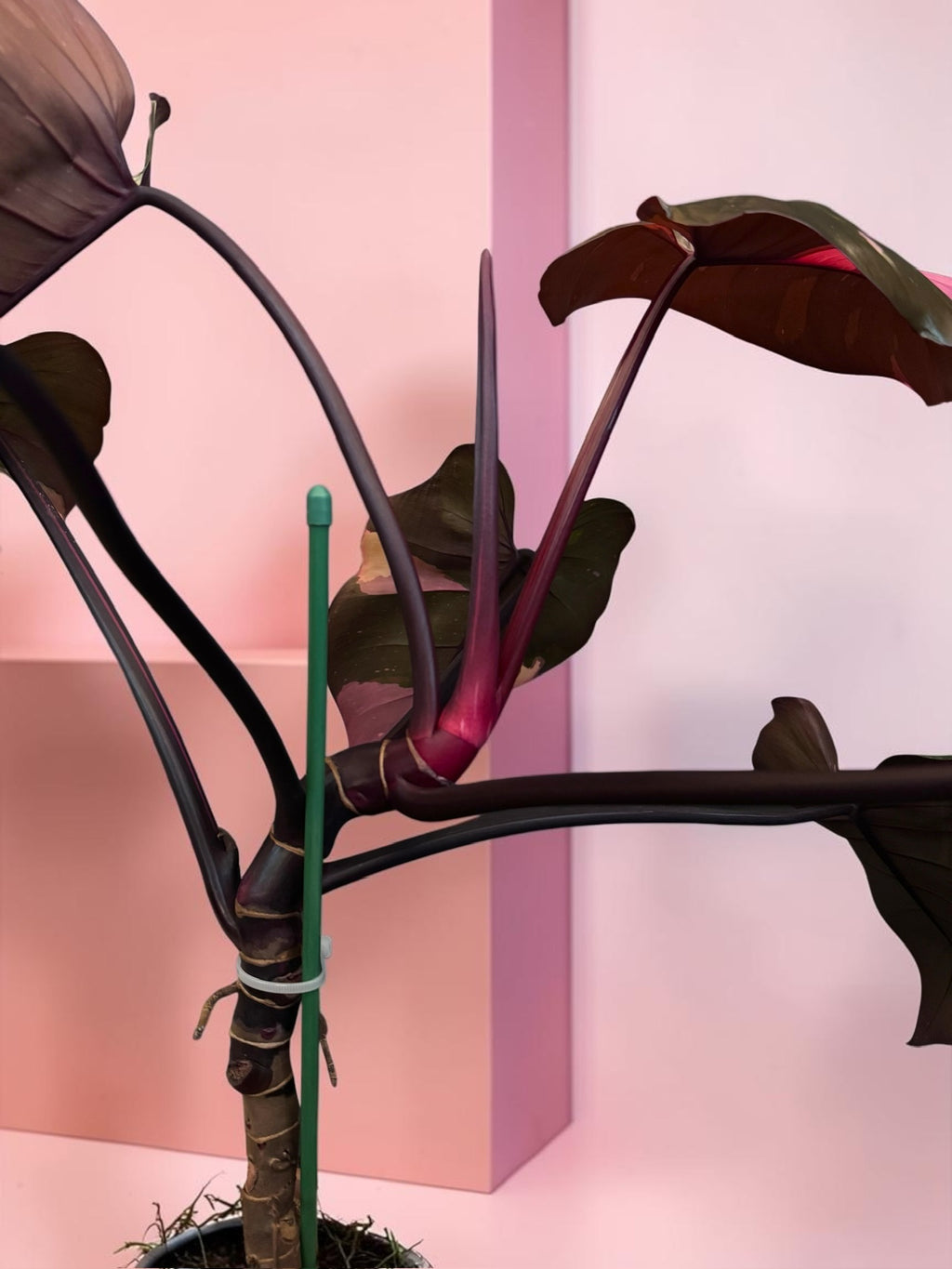 Philodendron ‘Pink Princess’