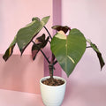 Philodendron ‘Pink Princess’