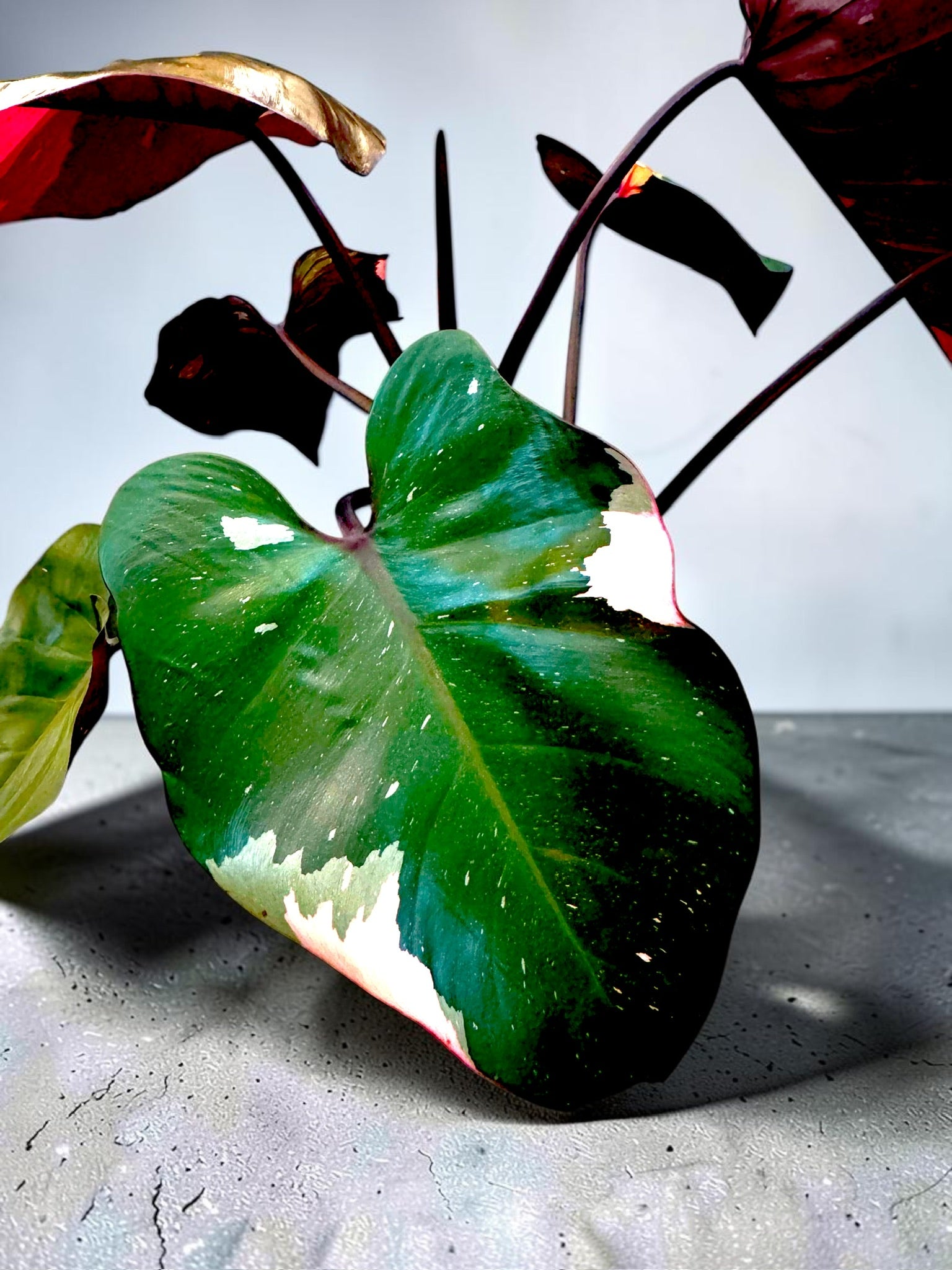 Philodendron ‘Pink Princess’