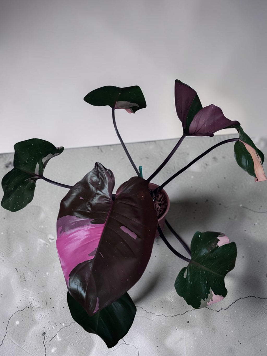 Philodendron ‘Pink Princess’