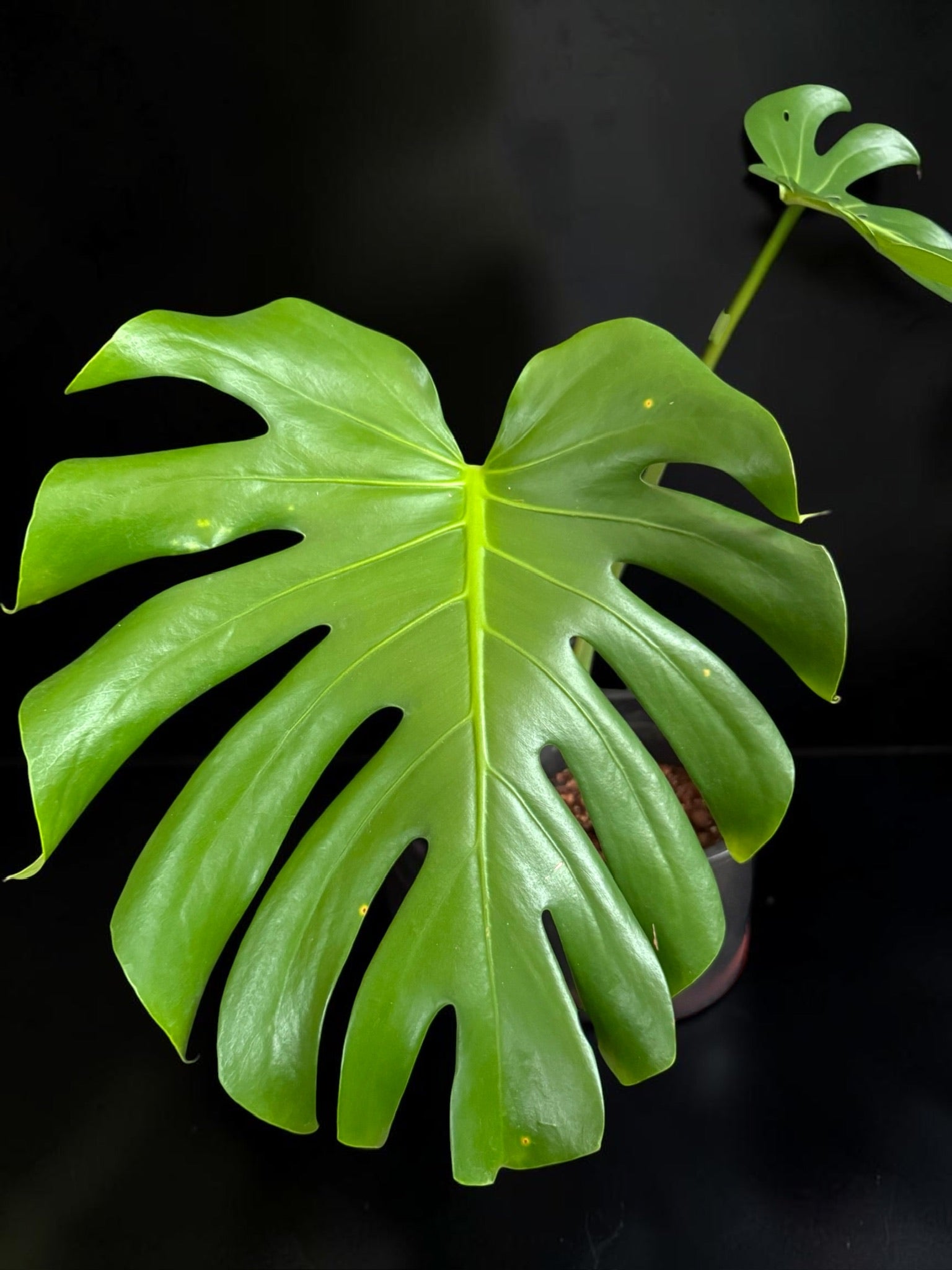Monstera deliciosa — Fenestrated Green Monstera