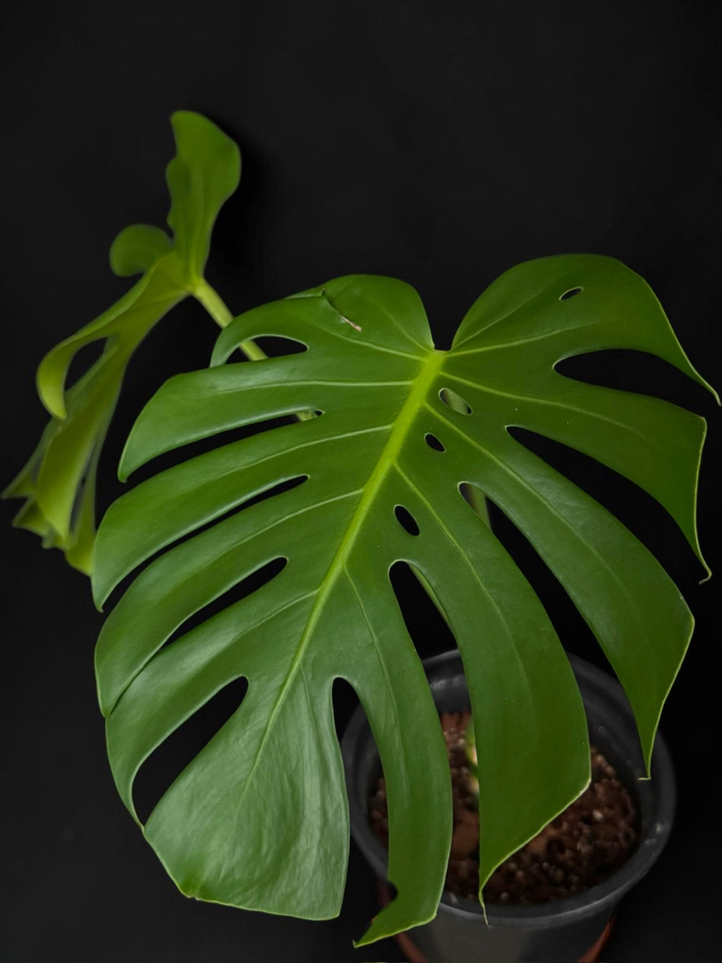 Monstera deliciosa — Fenestrated Green Monstera