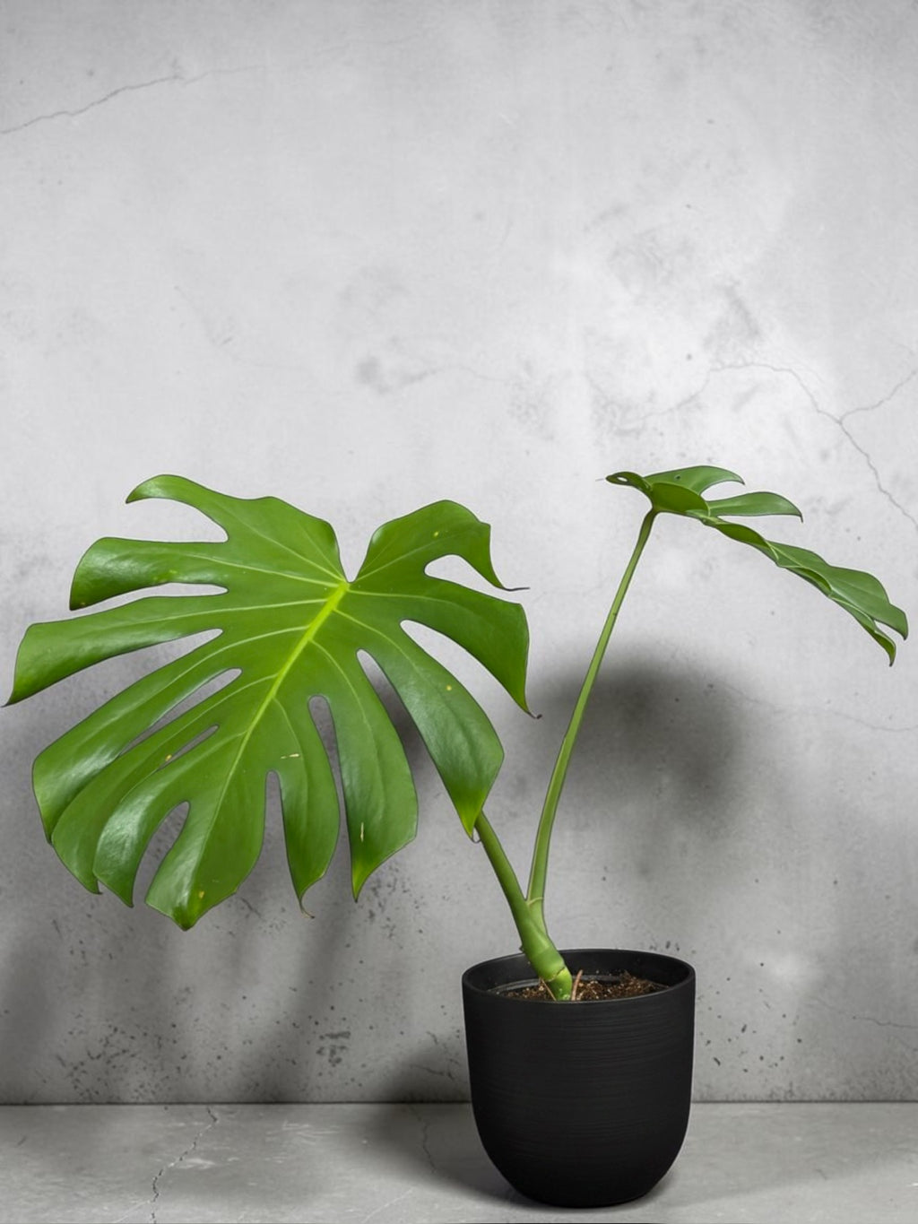 Monstera deliciosa — Fenestrated Green Monstera