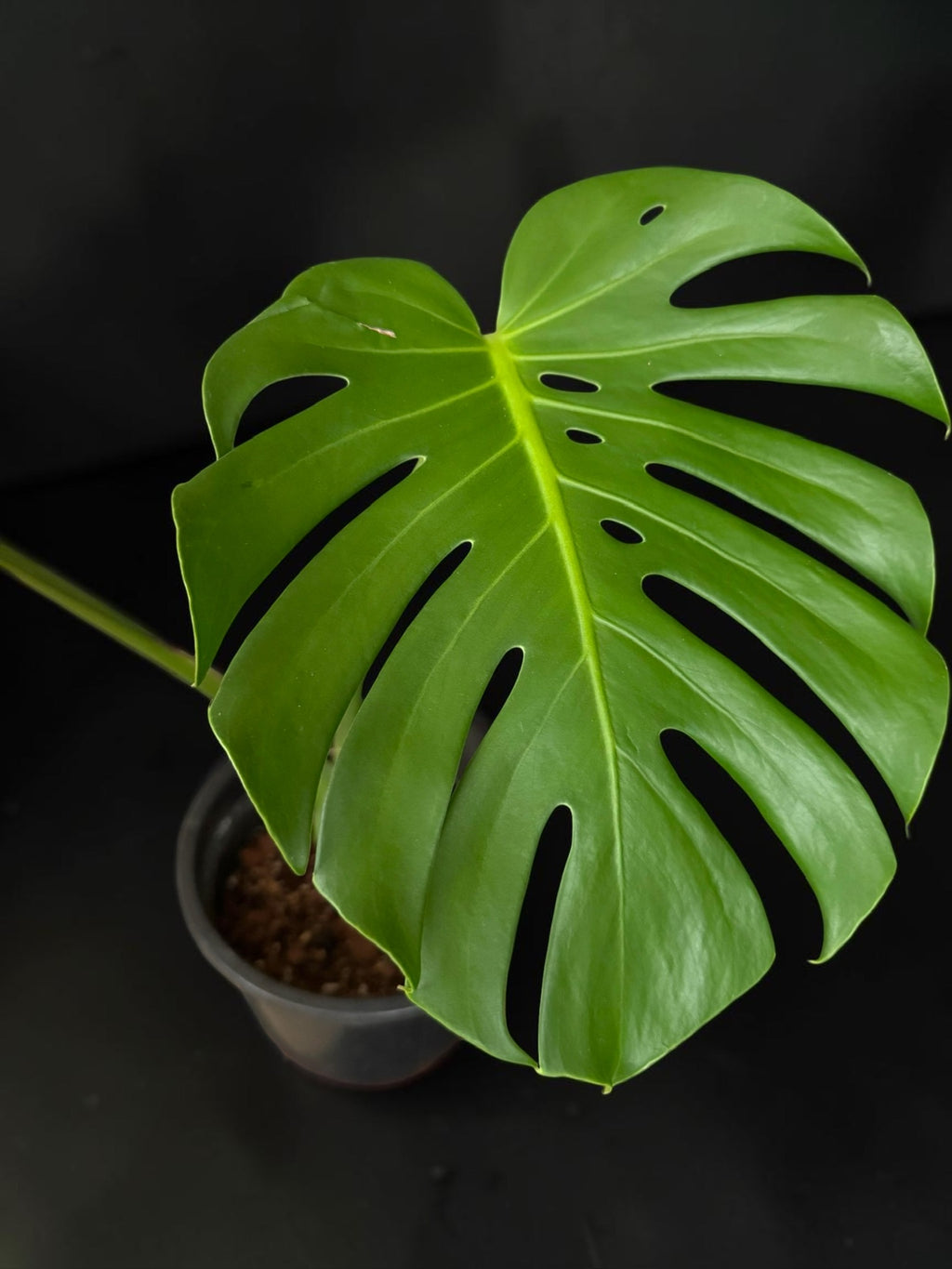 Monstera deliciosa — Fenestrated Green Monstera