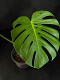 Monstera deliciosa — Fenestrated Green Monstera